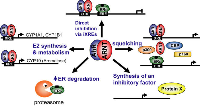 Estrogen receptor and aryl hydrocarbon receptor signaling pathways.