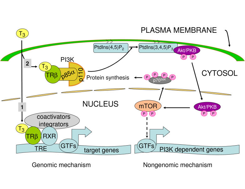 Thyroid hormone mediated changes in gene expression can be initiated by cytosolic action of the thyroid hormone receptor beta through the phosphatidylinositol 3-kinase pathway.