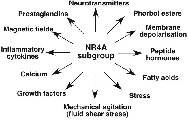 The NR4A subgroup: immediate early response genes with pleiotropic physiological roles.