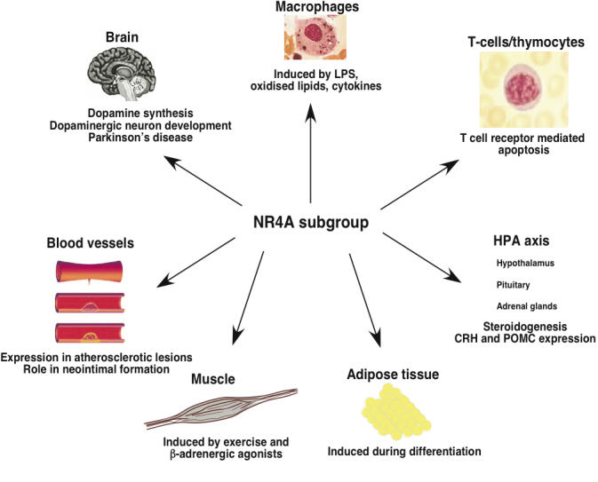 The NR4A subgroup: immediate early response genes with pleiotropic physiological roles.