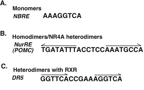 The NR4A subgroup: immediate early response genes with pleiotropic physiological roles.