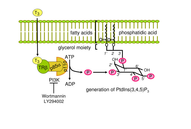 Thyroid hormone mediated changes in gene expression can be initiated by cytosolic action of the thyroid hormone receptor beta through the phosphatidylinositol 3-kinase pathway.