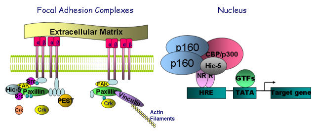 Hic-5, an adaptor-like nuclear receptor coactivator.