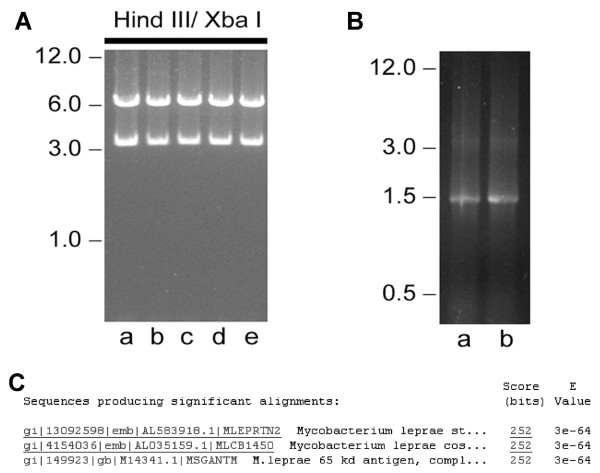 Tissue distribution of a plasmid DNA encoding Hsp65 gene is dependent on the dose administered through intramuscular delivery.