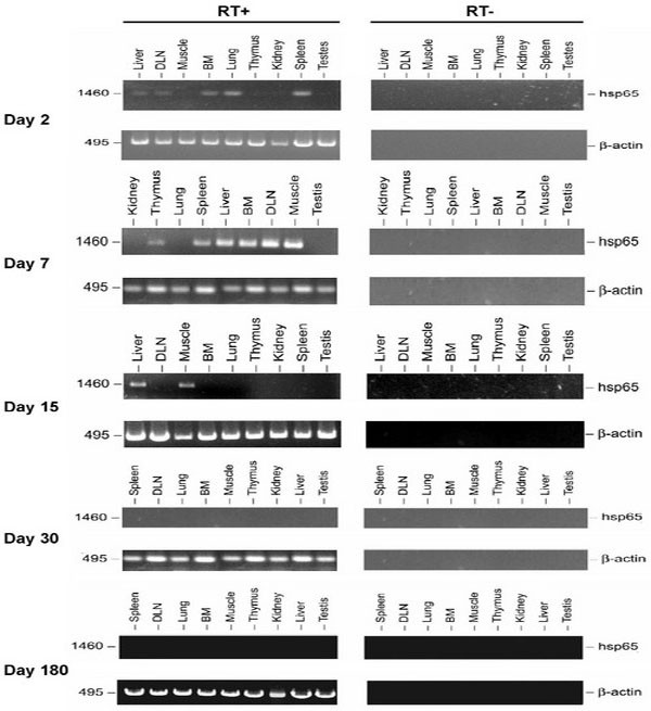 Tissue distribution of a plasmid DNA encoding Hsp65 gene is dependent on the dose administered through intramuscular delivery.