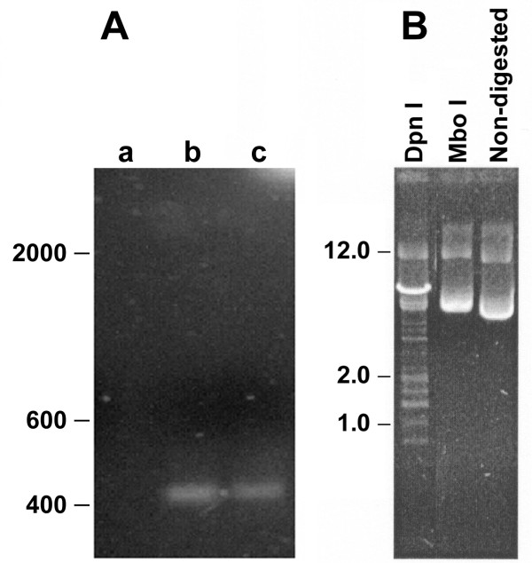 Tissue distribution of a plasmid DNA encoding Hsp65 gene is dependent on the dose administered through intramuscular delivery.