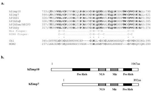 Zimp7 and Zimp10, two novel PIAS-like proteins, function as androgen receptor coregulators.