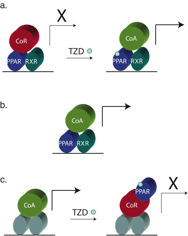 Nuclear receptor corepressors and PPARgamma.