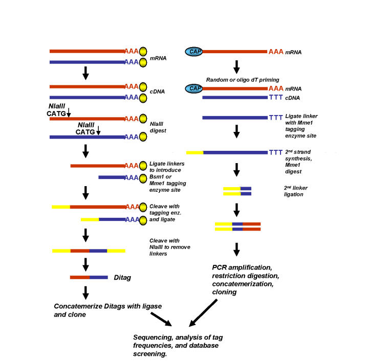 Genome-wide approaches for identification of nuclear receptor target genes.