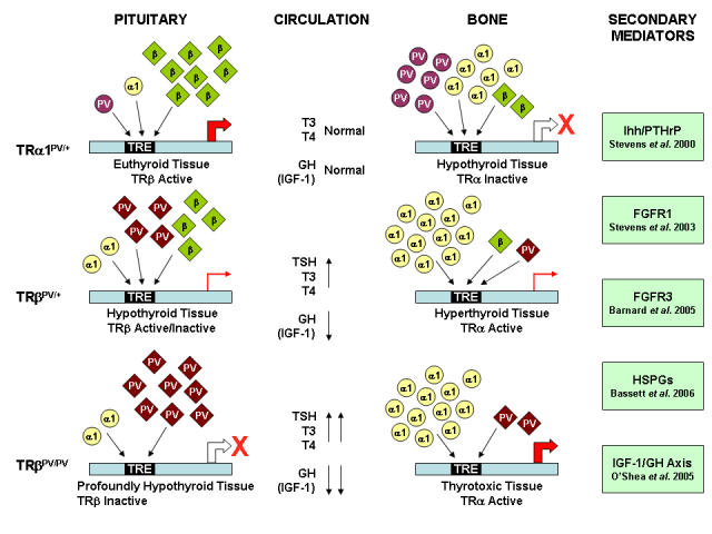 Characterization of skeletal phenotypes of TRalpha1 and TRbeta mutant mice: implications for tissue thyroid status and T3 target gene expression.