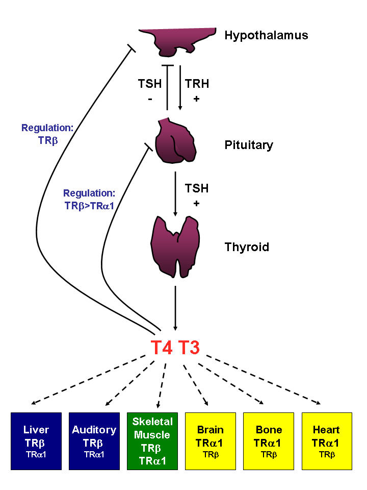 Characterization of skeletal phenotypes of TRalpha1 and TRbeta mutant mice: implications for tissue thyroid status and T3 target gene expression.