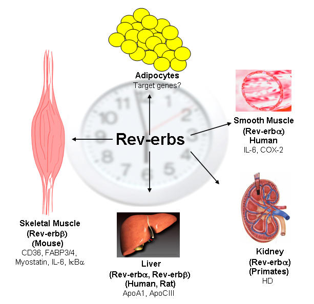 The orphan Rev-erb nuclear receptors: a link between metabolism, circadian rhythm and inflammation?