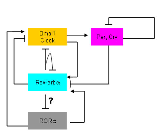 The orphan Rev-erb nuclear receptors: a link between metabolism, circadian rhythm and inflammation?