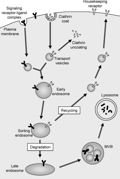 Cell biology of membrane trafficking in human disease.