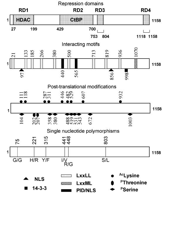 The nuclear receptor transcriptional coregulator RIP140.