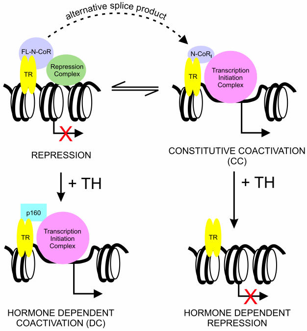 Corepressor/coactivator paradox: potential constitutive coactivation by corepressor splice variants.