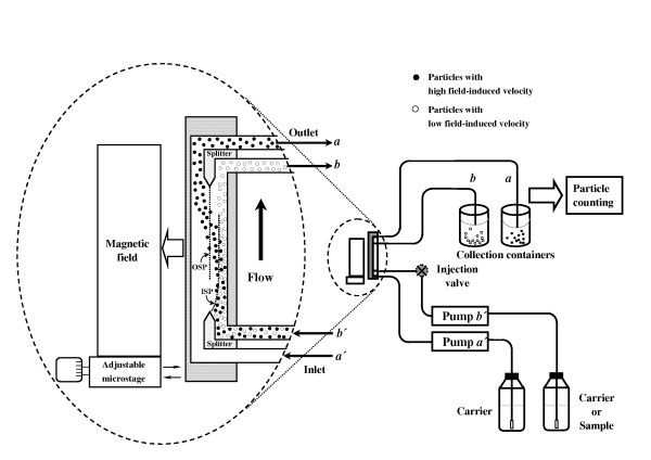 Analytical and preparative applications of magnetic split-flow thin fractionation on several ion-labeled red blood cells.