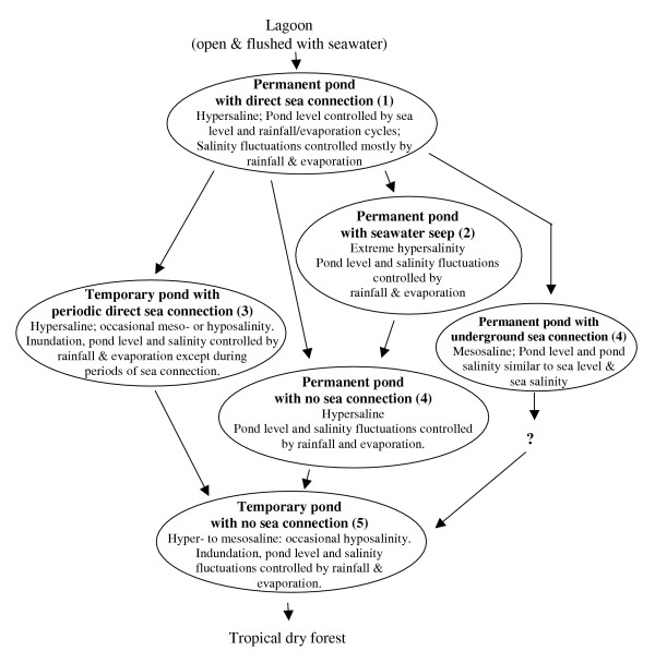 Variable hydrology and salinity of salt ponds in the British Virgin Islands.