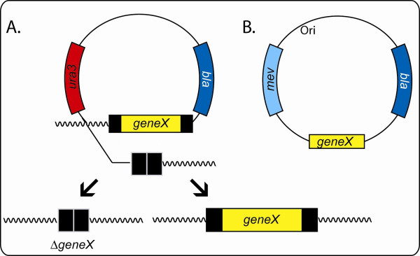 Post-genomics of the model haloarchaeon Halobacterium sp. NRC-1.