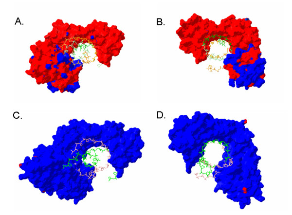 Post-genomics of the model haloarchaeon Halobacterium sp. NRC-1.