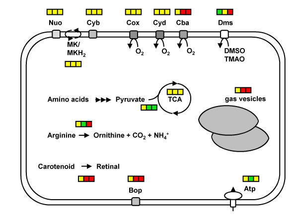 Post-genomics of the model haloarchaeon Halobacterium sp. NRC-1.