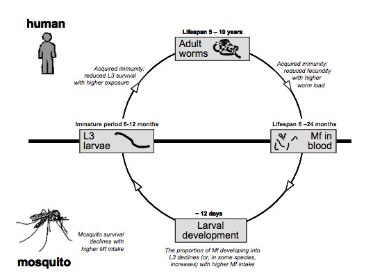 Advances and challenges in predicting the impact of lymphatic filariasis elimination programmes by mathematical modelling.