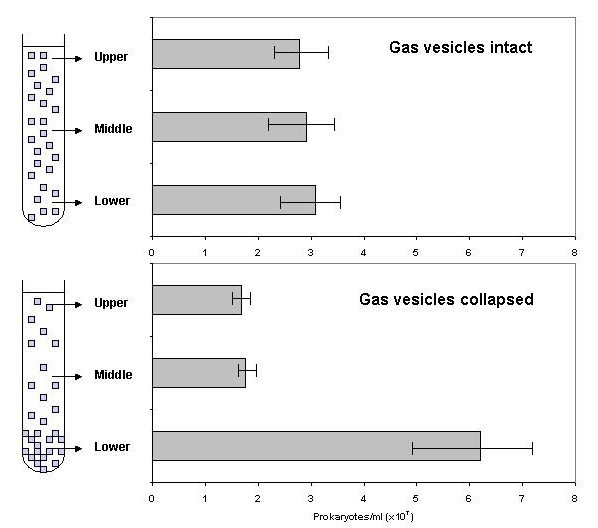 Buoyancy studies in natural communities of square gas-vacuolate archaea in saltern crystallizer ponds.