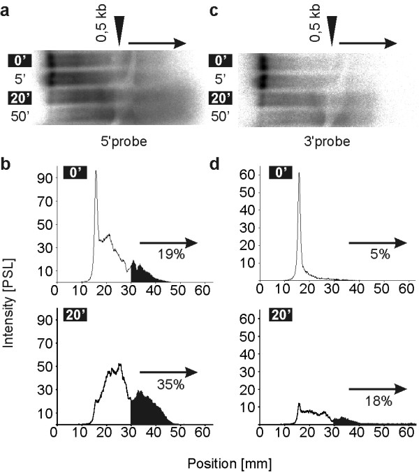 Characterization of the ribonuclease activity on the skin surface.