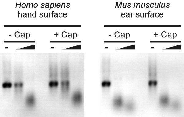 Characterization of the ribonuclease activity on the skin surface.