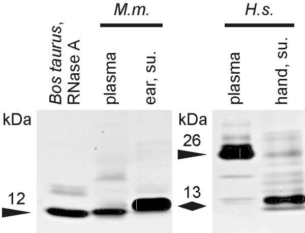 Characterization of the ribonuclease activity on the skin surface.