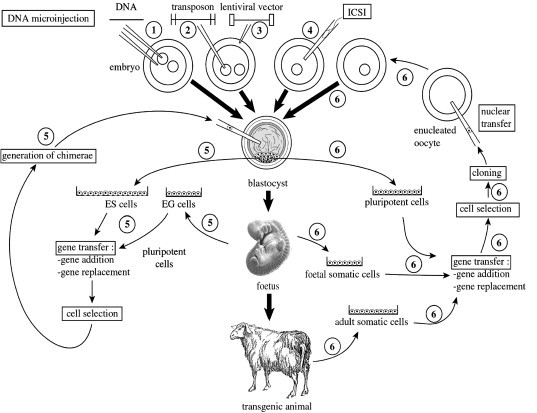 Preparation of recombinant vaccines.