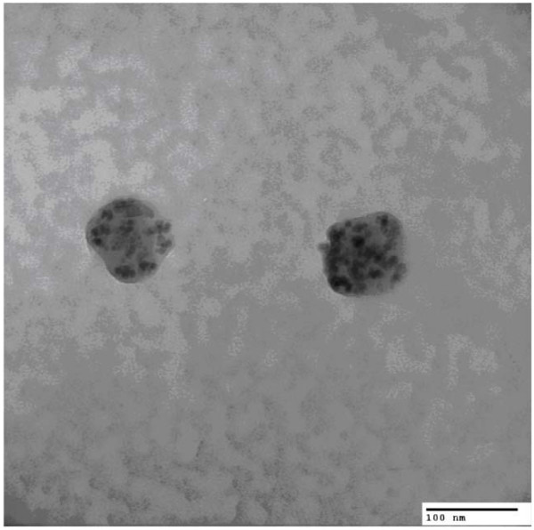 Magnetic characterization of superparamagnetic nanoparticles pulled through model membranes.