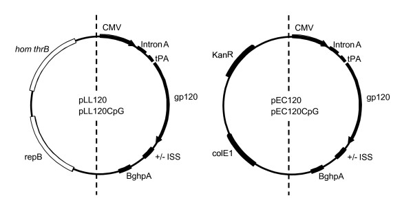 Immunological analysis of a Lactococcus lactis-based DNA vaccine expressing HIV gp120.