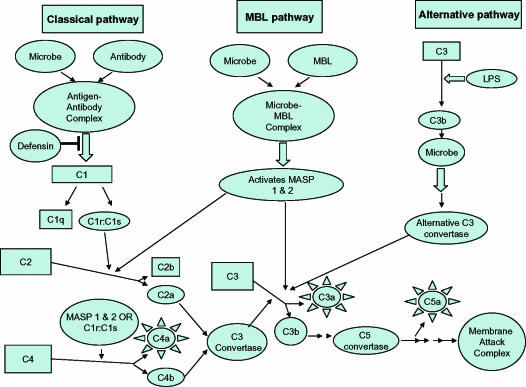 Modulation of the complement system by human beta-defensin 2.