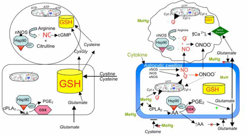 Methylmercury Neurotoxicity: Exploring Potential Novel Targets.