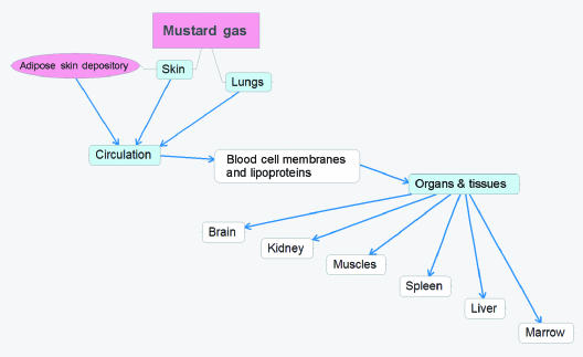 Sulfur mustard toxicity following dermal exposure: role of oxidative stress, and antioxidant therapy.