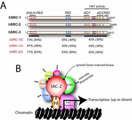 Steroid receptor coactivator 2 is required for female fertility and mammary morphogenesis: insights from the mouse, relevance to the human.