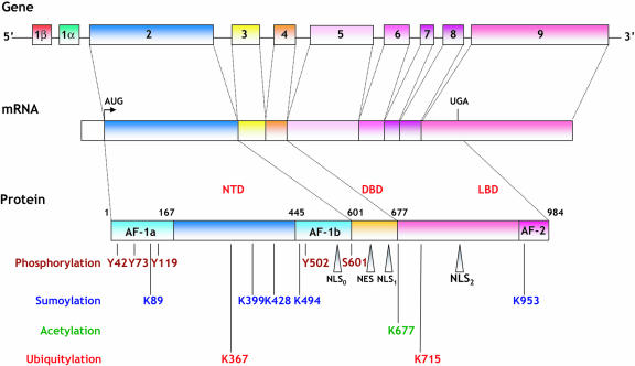 The mineralocorticoid receptor: insights into its molecular and (patho)physiological biology.