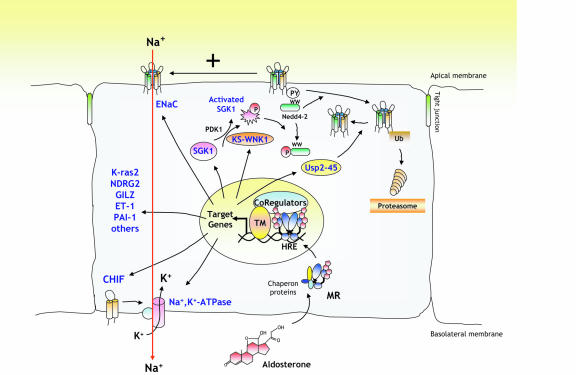 The mineralocorticoid receptor: insights into its molecular and (patho)physiological biology.