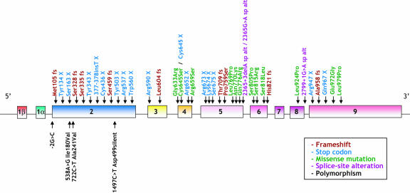 The mineralocorticoid receptor: insights into its molecular and (patho)physiological biology.