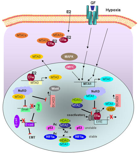 MTA family of coregulators in nuclear receptor biology and pathology.