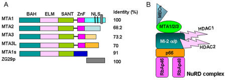 MTA family of coregulators in nuclear receptor biology and pathology.