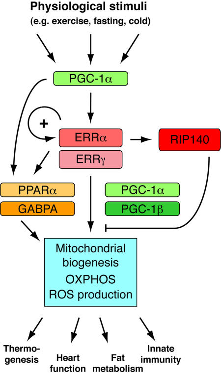 The NR3B subgroup: an ovERRview.