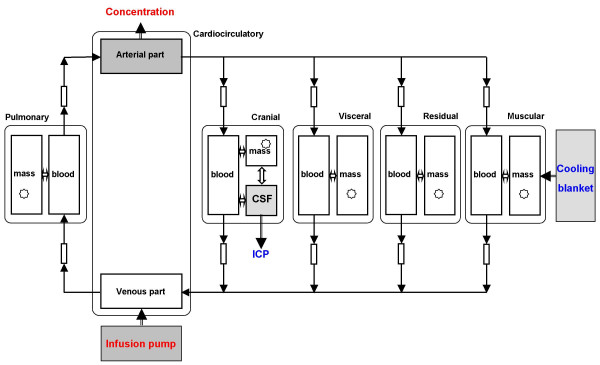 Simulation of propofol anaesthesia for intracranial decompression using brain hypothermia treatment.