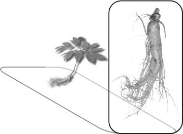 Ginsenosides: Are Any of them Candidates for Drugs Acting on the Central Nervous System?