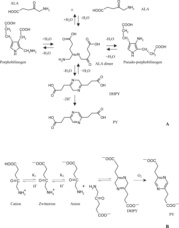 Derivatives of 5-aminolevulinic Acid for photodynamic therapy.