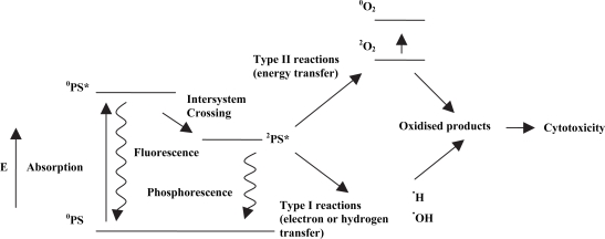 Derivatives of 5-aminolevulinic Acid for photodynamic therapy.