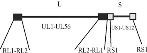 High G+C Content of Herpes Simplex Virus DNA: Proposed Role in Protection Against Retrotransposon Insertion.