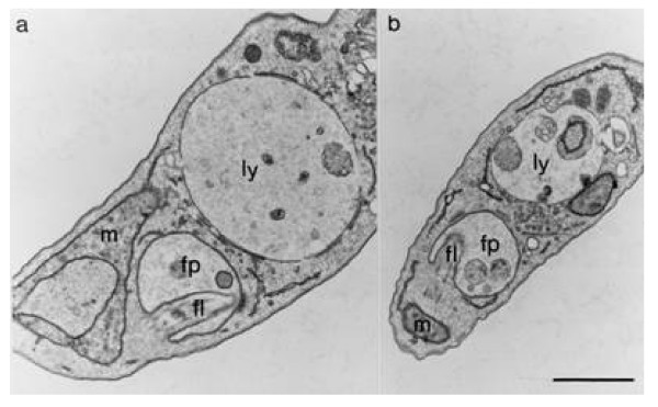 The cysteine proteinase inhibitor Z-Phe-Ala-CHN2 alters cell morphology and cell division activity of Trypanosoma brucei bloodstream forms in vivo.