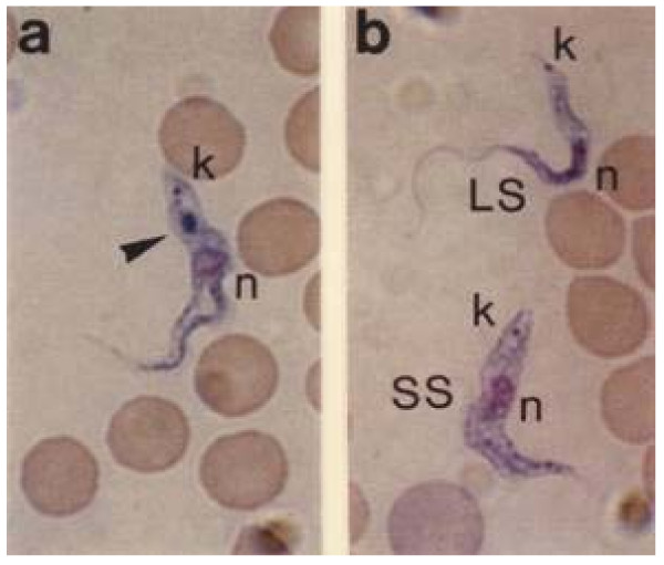 The cysteine proteinase inhibitor Z-Phe-Ala-CHN2 alters cell morphology and cell division activity of Trypanosoma brucei bloodstream forms in vivo.